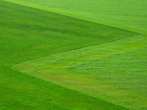 The Grass Is Greener on the Other Side (But Is It REALLY?)